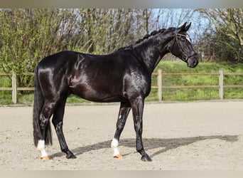 Rheinländer, Wallach, 4 Jahre, 16 hh, Rappe