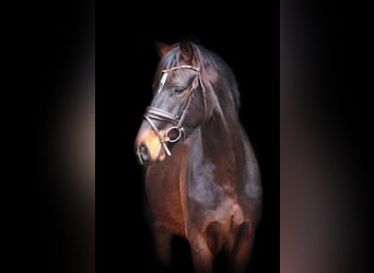 Rhinelander, Gelding, 4 years, 16 hh, Brown