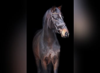 Rhinelander, Gelding, 4 years, 16 hh, Brown