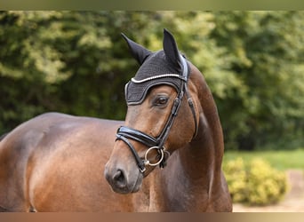 Rhinelander, Gelding, 4 years, 16 hh, Brown