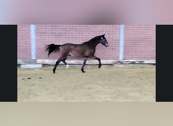 Rhinelander, Gelding, 4 years, 16,2 hh, Brown