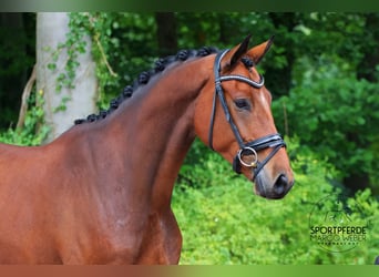 Rhinelander, Gelding, 4 years, 17.1 hh, Brown