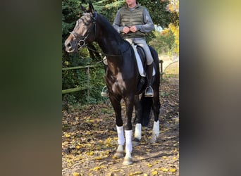 Rheinländer, Wallach, 4 Jahre, 17,1 hh, Brauner