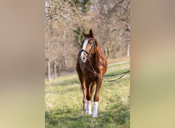 Rhinelander, Gelding, 4 years, 17.1 hh, Chestnut-Red