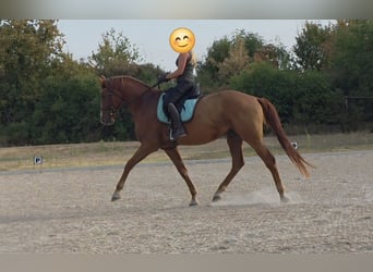Rhinelander, Gelding, 4 years, 17.1 hh, Chestnut-Red