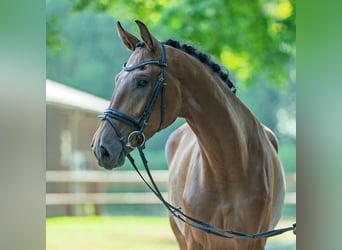 Rhinelander, Gelding, 4 years, 17 hh, Brown