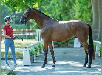 Rhinelander, Gelding, 4 years, 17 hh, Brown
