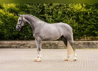 Rhinelander, Gelding, 4 years, Grey