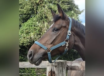 Rhinelander, Gelding, 5 years, 16.1 hh, Brown