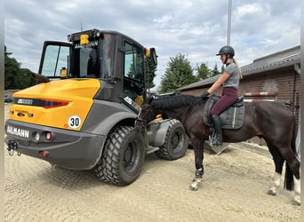 Rhinelander, Gelding, 5 years, 16.1 hh, Smoky-Black