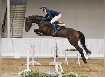 Rhinelander, Gelding, 5 years, 16.2 hh, Brown