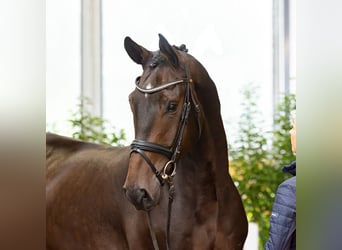 Rhinelander, Gelding, 5 years, 16.2 hh, Brown