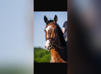 Rhinelander, Gelding, 5 years, 16 hh, Bay-Dark
