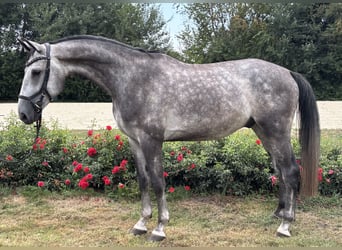 Rhinelander, Gelding, 5 years, Grey