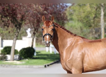 Rhinelander, Gelding, 6 years, 16.1 hh, Chestnut-Red