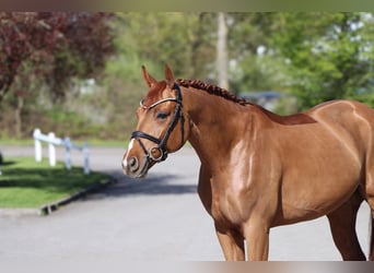 Rhinelander, Gelding, 6 years, 16.1 hh, Chestnut-Red