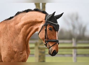 Rhinelander, Gelding, 6 years, 16.3 hh, Brown