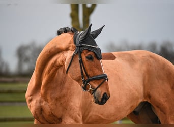 Rhinelander, Gelding, 6 years, 16.3 hh, Brown