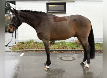Rhinelander, Gelding, 6 years, 16 hh, Bay-Dark