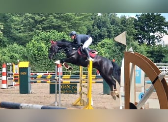 Rhinelander, Gelding, 6 years, 16 hh, Black