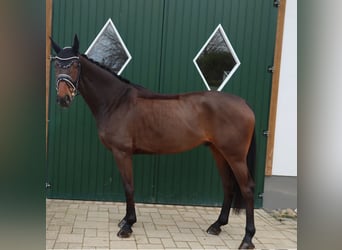 Rhinelander, Gelding, 6 years, 16,2 hh