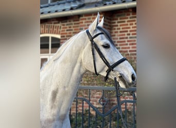 Rhinelander, Gelding, 6 years, 16,3 hh, Grey