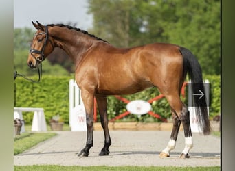 Rhinelander, Gelding, 6 years, 17 hh, Brown