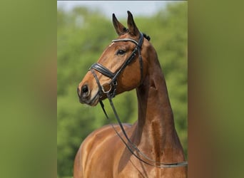 Rhinelander, Gelding, 6 years, 17 hh, Brown