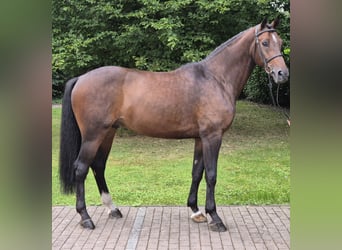 Rheinländer, Wallach, 7 Jahre, 16,2 hh, Brauner