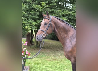 Rheinländer, Wallach, 7 Jahre, 16,2 hh, Brauner