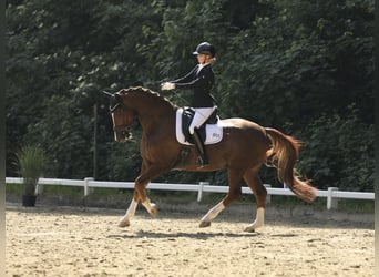 Rhinelander, Gelding, 7 years, 16.2 hh, Chestnut