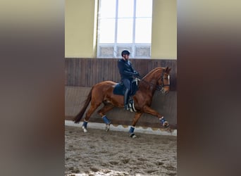 Rhinelander, Gelding, 7 years, 16,2 hh, Chestnut-Red