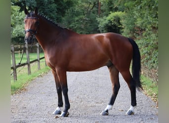 Rhinelander, Gelding, 8 years, 15.2 hh, Brown