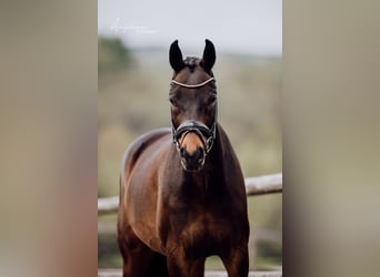 Rhinelander, Gelding, 8 years, 16.1 hh, Bay-Dark