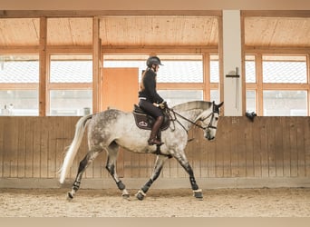 Rhinelander, Gelding, 8 years, 16.1 hh, Gray
