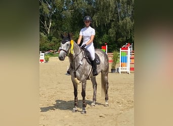 Rhinelander, Gelding, 8 years, 16.1 hh, Gray