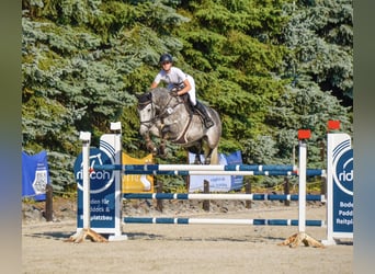 Rhinelander, Gelding, 8 years, 16.1 hh, Gray