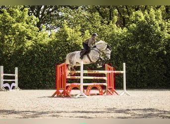 Rhinelander, Gelding, 8 years, 16.1 hh, Gray