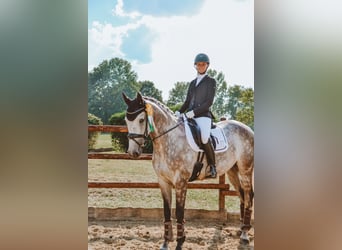Rhinelander, Gelding, 8 years, 16.1 hh, Gray