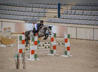 Rhinelander, Gelding, 8 years, 16.1 hh, Gray