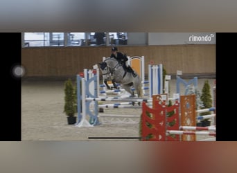 Rhinelander, Gelding, 8 years, 16.1 hh, Gray