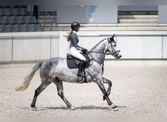 Rhinelander, Gelding, 8 years, 16.1 hh, Gray