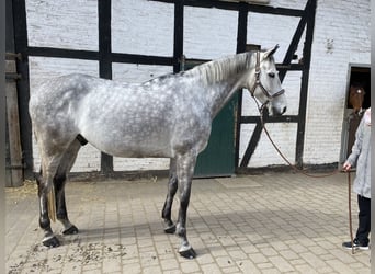 Rhinelander, Gelding, 8 years, 16.1 hh, Gray