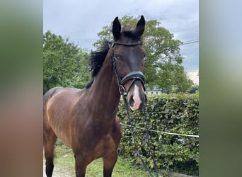 Rhinelander, Gelding, 8 years, 16,2 hh, Brown