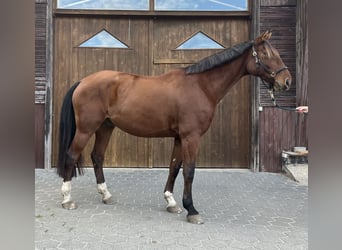 Rhinelander, Gelding, 8 years, 16,2 hh, Brown