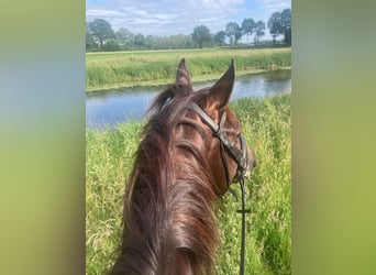 Rhinelander, Gelding, 8 years, 16.2 hh, Chestnut