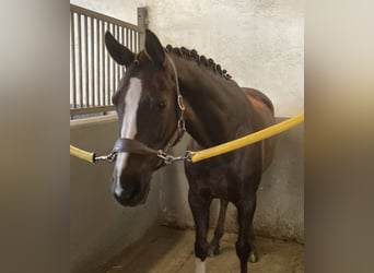 Rhinelander, Gelding, 8 years, 16.2 hh, Chestnut