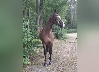 Rhinelander, Gelding, 8 years, 16.3 hh, Bay-Dark