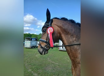 Rhinelander, Gelding, 8 years, 16.3 hh, Bay-Dark