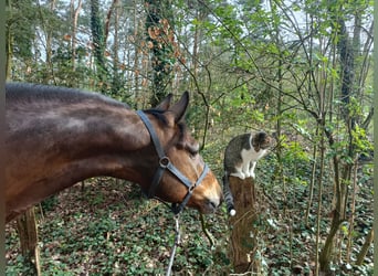 Rhinelander, Gelding, 8 years, 16.3 hh, Brown